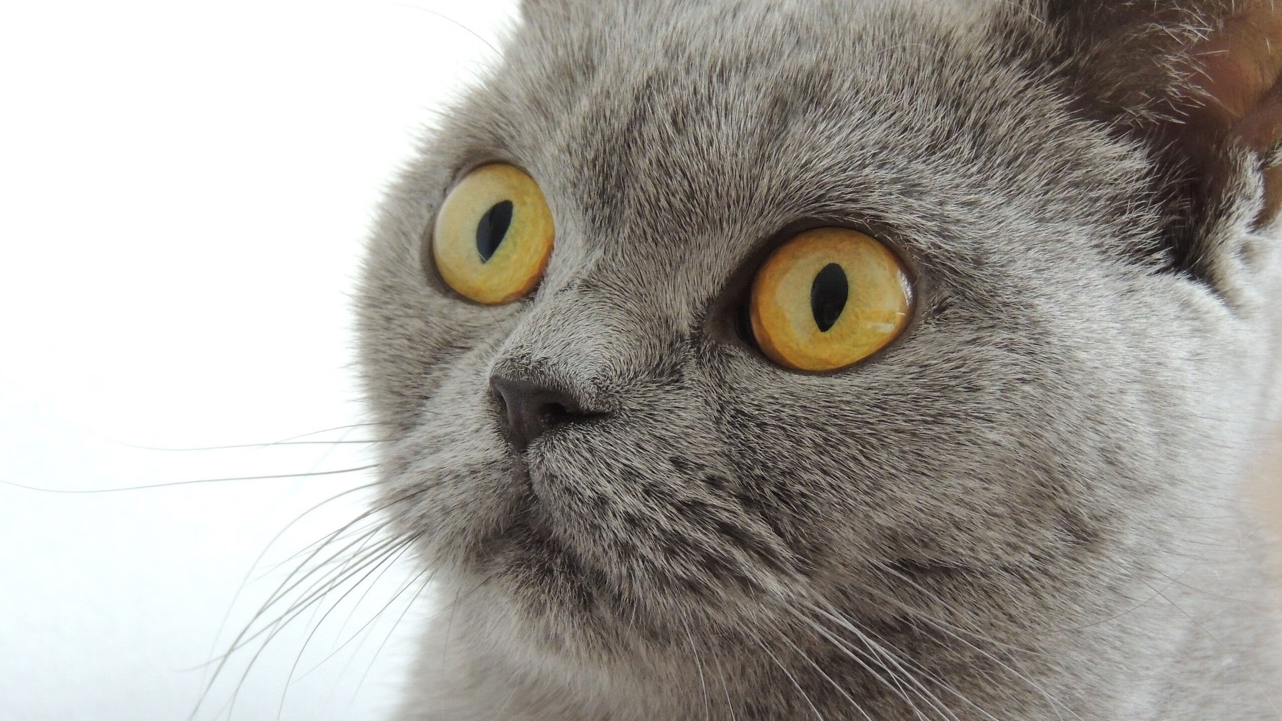 摩纳哥硬仗力克芬兰，阿劳霍数据全面爆炸成制胜关键